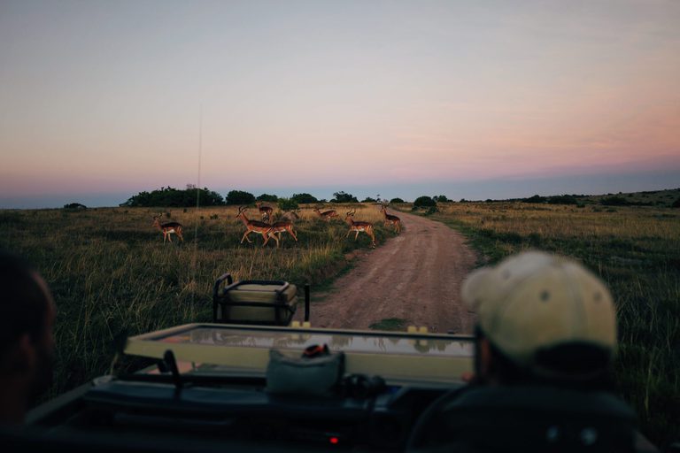 More Antelope