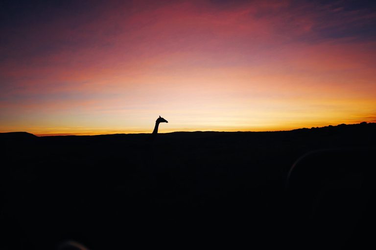 Sunrise Giraffe