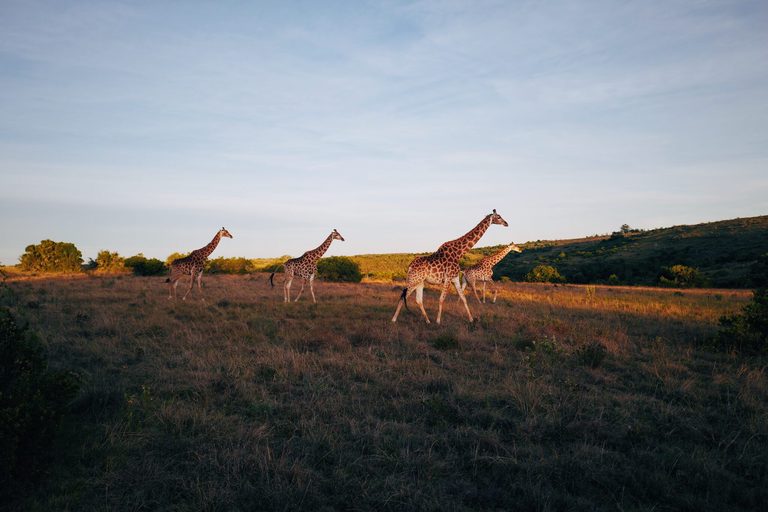 Giraffe family