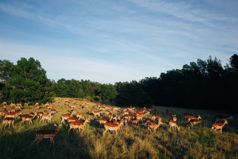 Antelope